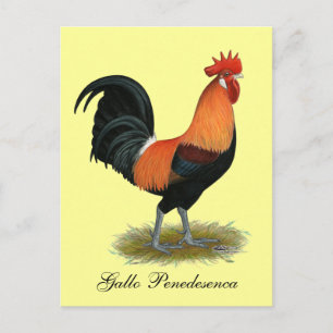 Cartão Postal Penedesenc um galo