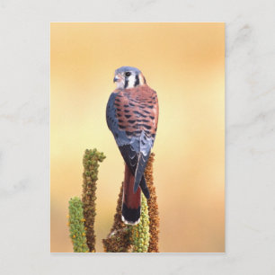 Cartão Postal Peneireiro-americano, Falco sparverius, Nativo dos