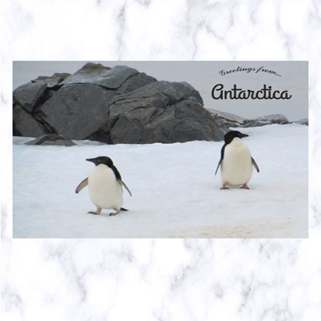 Cartão Postal Penguins Sally Cove Horsferes Island Antártica (Criador carregado)