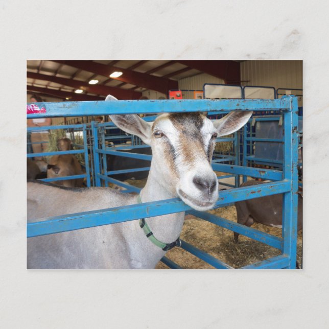 Cartão Postal Penned Goat (Frente)