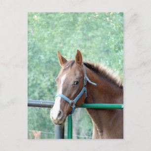 Cartão Postal Penny Ole Gal