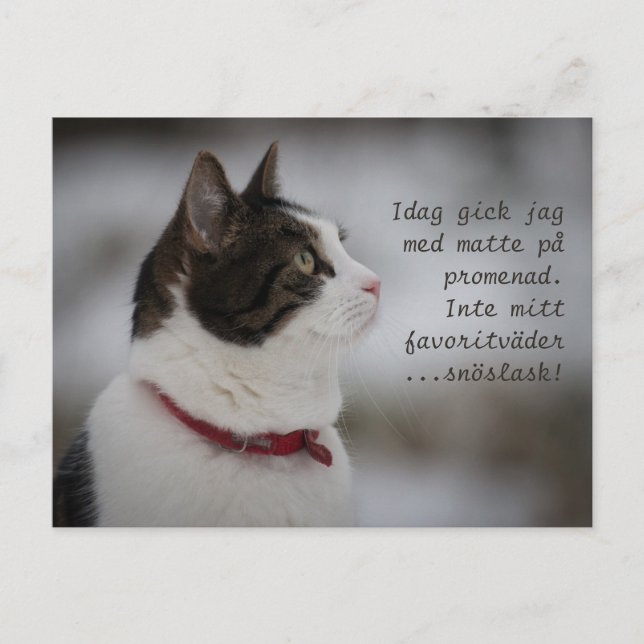 Cartão Postal Pensamentos de Cat0381 com Escoamento de Neve (Frente)