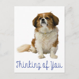 Cartão Postal Pensando em Você Cavalier King Charles Spaniel Cac