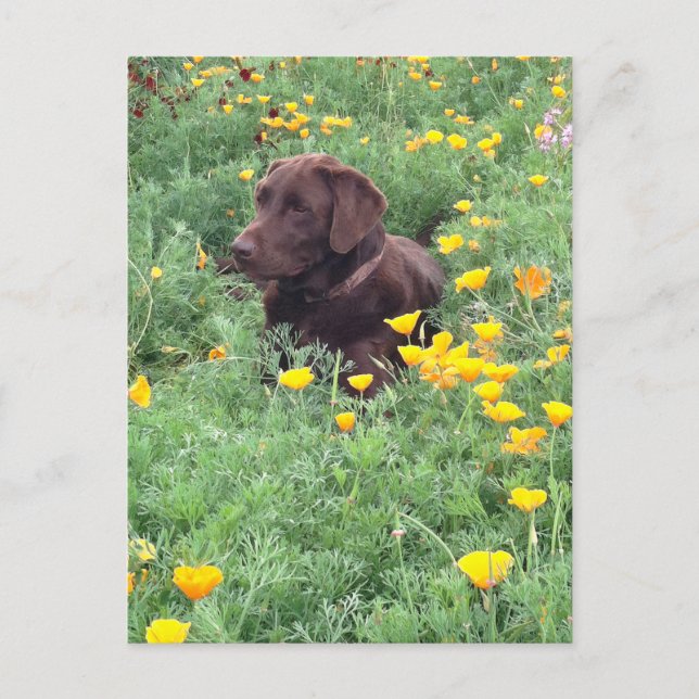 Cartão Postal Pensando em você Chocolate Labrador Cão Cachorro C (Frente)