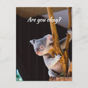 Cartão Postal Pensando em você Divertido Koala Me avise que você
