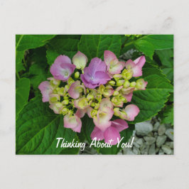 Cartão Postal Pensando Em Você Flores Bonito Púrpuras Rosa