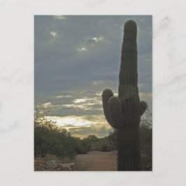 Cartão Postal Pensando em Você Fotografia de Cacto Saguaro Paz
