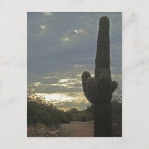 Cartão Postal Pensando em Você Fotografia de Cacto Saguaro Paz