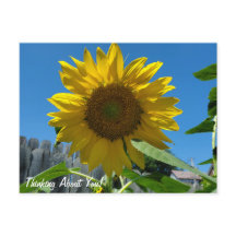 Pensando Em Você Fotografia De Girassol