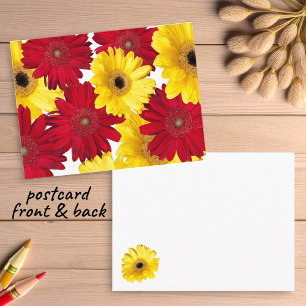 Cartão Postal Pensando em Você Gerber Daisies Vermelhas e Amarel