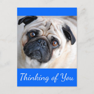 Cartão Postal Pensando em Você Postcard de Cachorro Pug Filhote