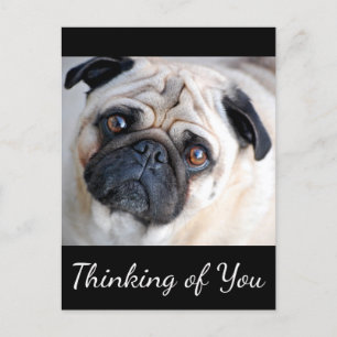 Cartão Postal Pensando em você Pug Puppy Dog Black Postcard
