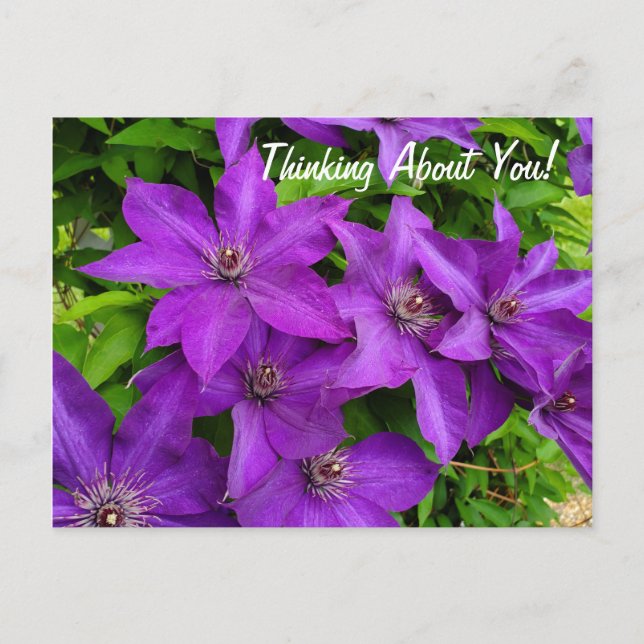 Cartão Postal Pensando Em Você Purple Clematis Floral (Frente)