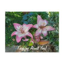 Pensando Em Vocês Bonito Lírios Rosa