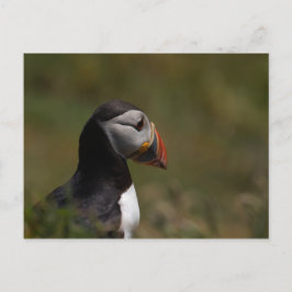 Cartão Postal Pensando no Puffin