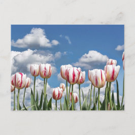 Cartão Postal Pense em Primavera!