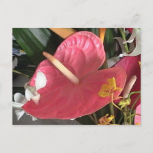 Cartão Postal Pense rosa