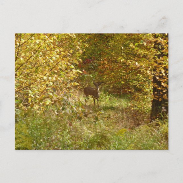 Cartão Postal Pensilvânia Deer in Fall Nature (Frente)