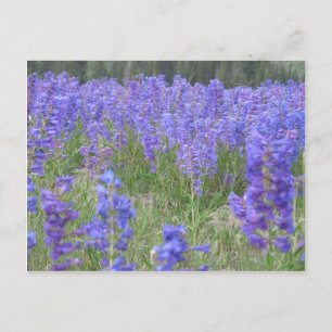 Cartão Postal Penstem Wildflower Wyoming