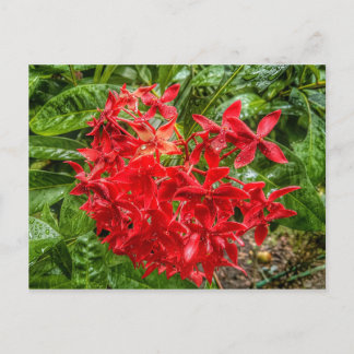 Cartão postal Pentas