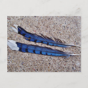 Cartão Postal penugens de pássaro gralha-azul