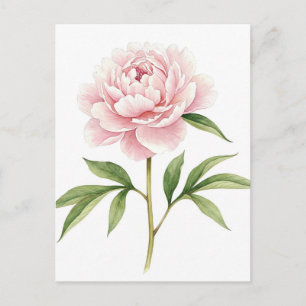 Cartão Postal Peônia Rosa