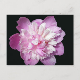 Cartão Postal Peônia Rosa