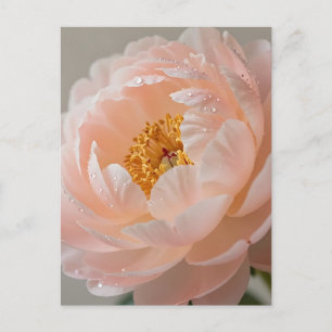 Cartão Postal Peônia Rosa Suave com Gotículas de Orvalho