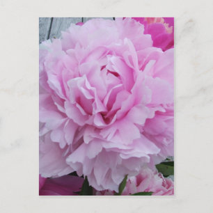 Cartão Postal Peônias cor-de-rosa/Cartão-postal de pénia