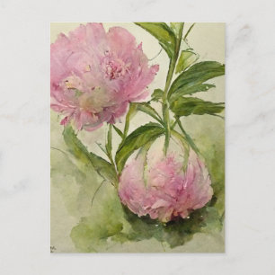 Cartão Postal Peônias rosa delicadas
