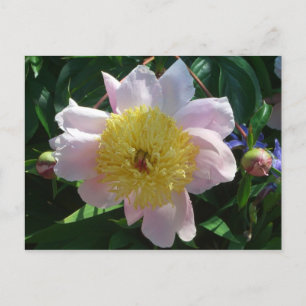 Cartão Postal Peônias Rosa e Amarela Belas Flores