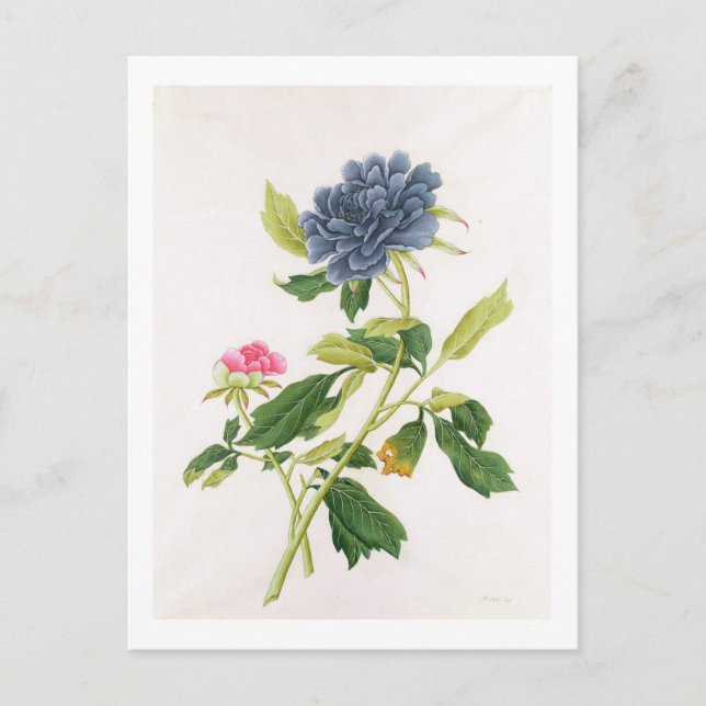 Cartão Postal Peony (Frente)