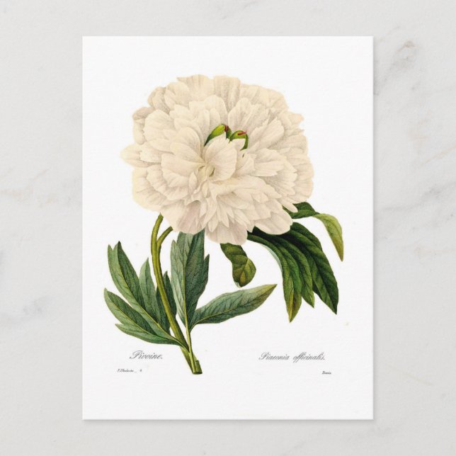 Cartão Postal Peony (Frente)
