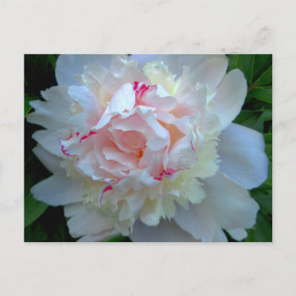 Cartão Postal Peony Bonito White