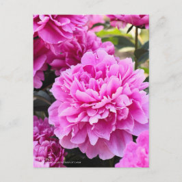 Cartão Postal Peony:Cartão postal