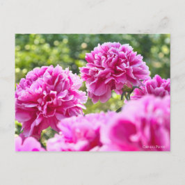 Cartão Postal Peony Chinês [Cartão Postal] ポ ス ト Equipe de カ