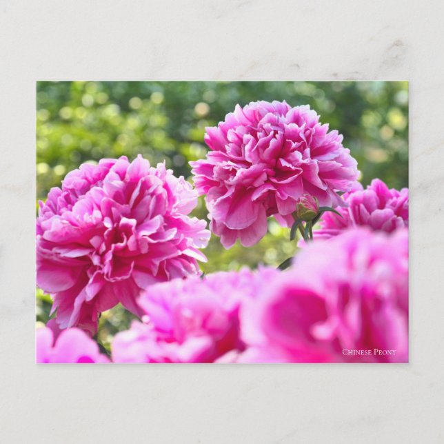 Cartão Postal Peony Chinês [Cartão Postal] ポ ス ト Equipe de カ (Frente)