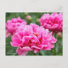 Cartão Postal Peony Chinês [Cartão Postal] ポ ス ト Equipe de カ