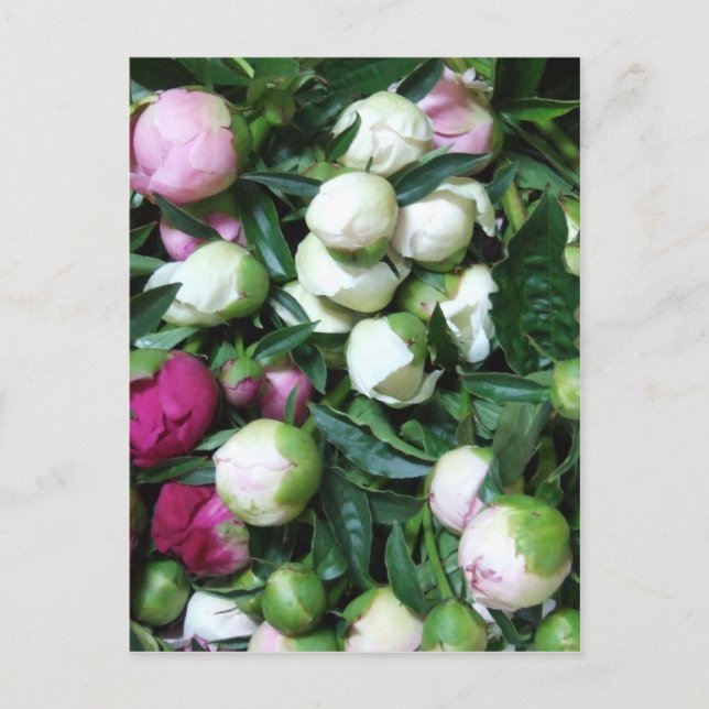 Cartão Postal Peony e Garden Fotos 135 2008 (Frente)
