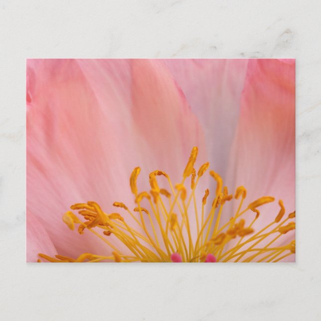 Cartão Postal Peony Flower (Frente)