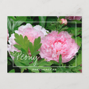 Cartão Postal Peony Paeony Paeonia Da Flor Paeoniaceae