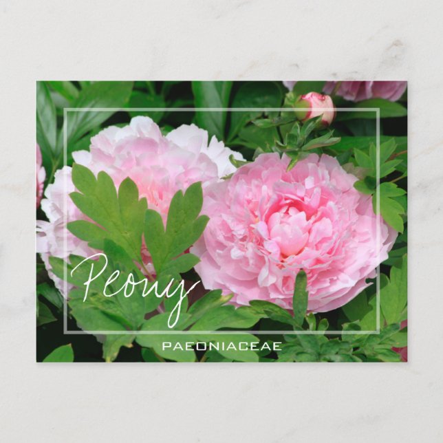 Cartão Postal Peony | Paeony | Paeonia Da Flor Paeoniaceae (Frente)