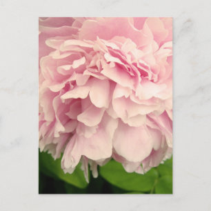 Cartão Postal Peony Petals