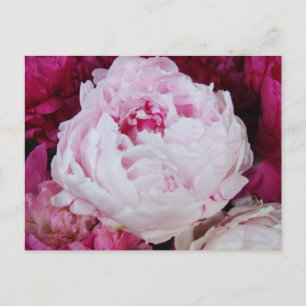 Cartão Postal Peony Rosa lavanda com Peônias Fuschia
