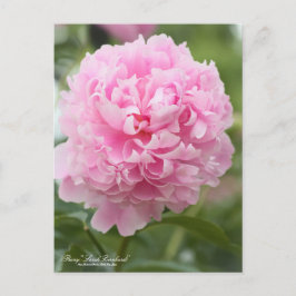 Cartão Postal Peony "Sarah Bernhardt": Cartão-postal