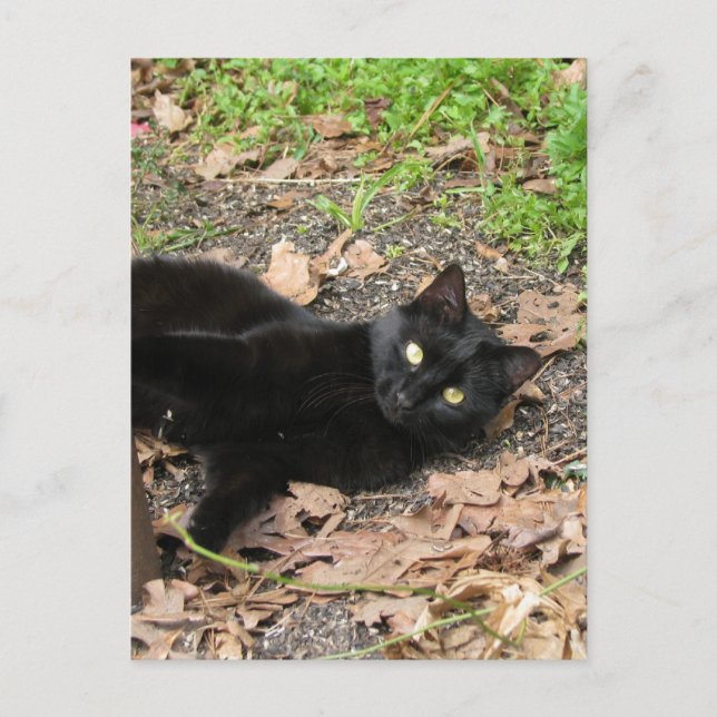 Cartão Postal Pepper Cat Katrina Survivent (Frente)