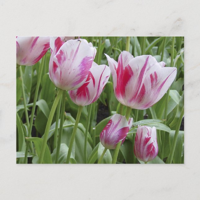 Cartão Postal Peppermint Striped Tulips (Frente)