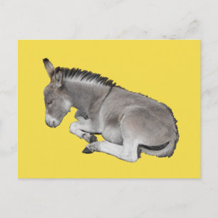 Cartão Postal Pequena Cinza Cachorro Dormindo