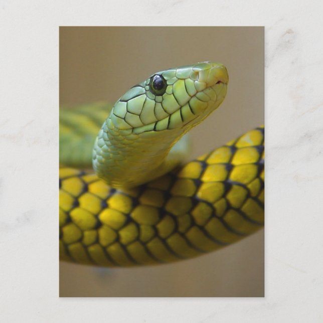 Cartão Postal Pequena Enganada (Frente)