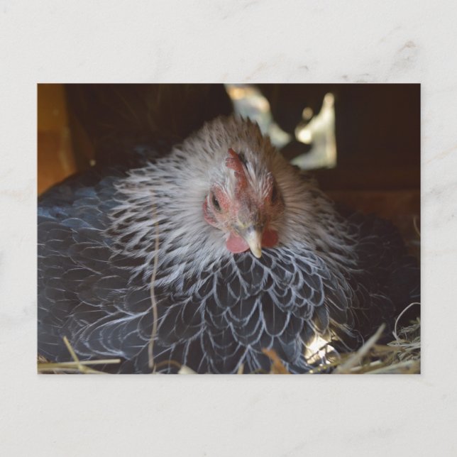 Cartão Postal Pequena galinha japonesa. (Frente)
